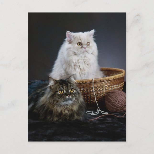 knitting wool funny birthday furry Persian cat Postcard (Front)