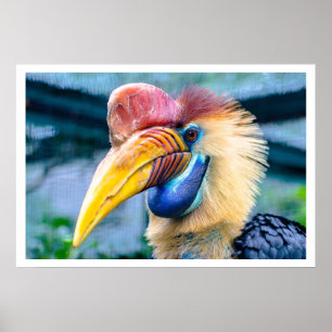 Knobbed Hornbill Poster