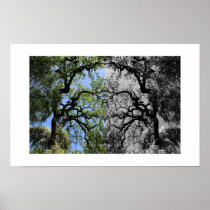 Knots Reflection Photography Poster