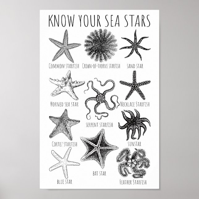 Know Your Sea Stars – Starfish Groups Poster (Front)