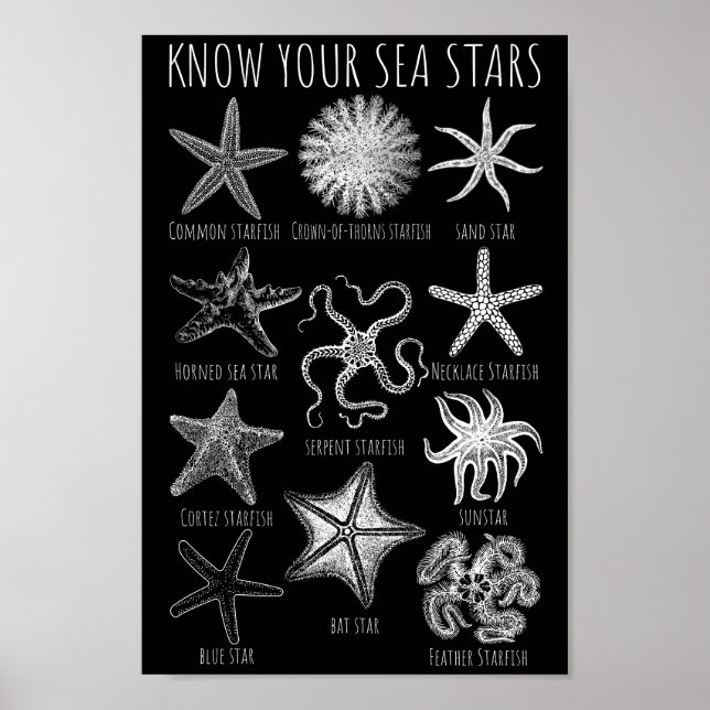 Know Your Sea Stars – Starfish Groups Poster (Front)