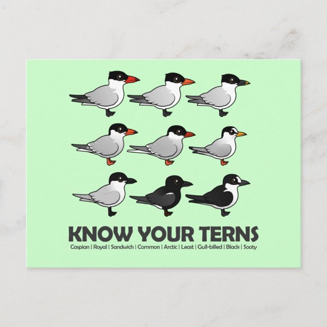 Know Your Terns Postcard (Front)