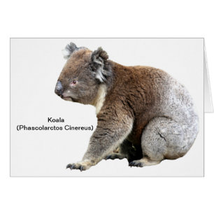 Koala