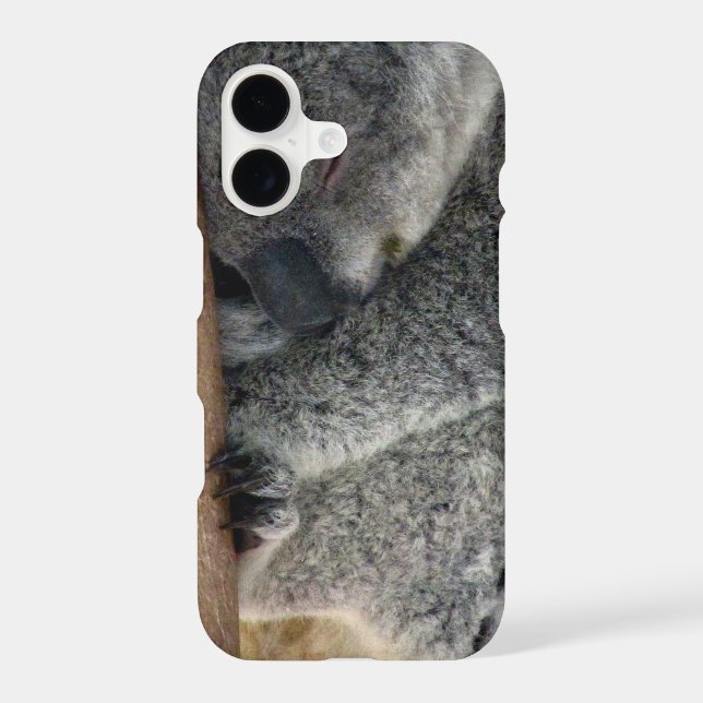 koala (Back)