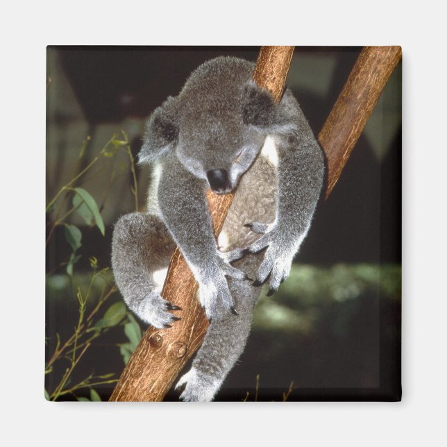 koala1 magnet (Front)