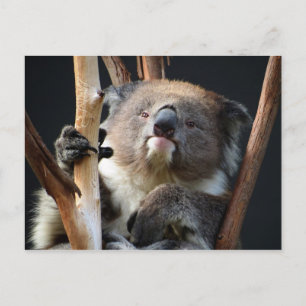 Koala 1 postcard