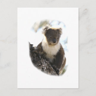 Koala 2 postcard
