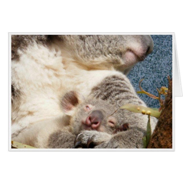koala and baby (Front Horizontal)