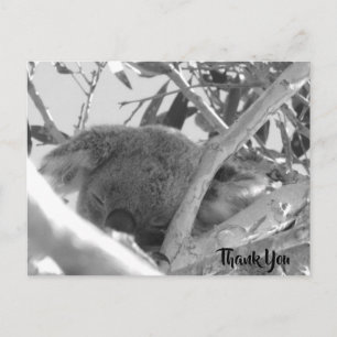Koala asleep, black & white photograph, Australia Postcard