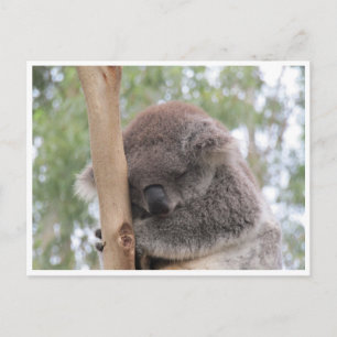 koala asleep postcard