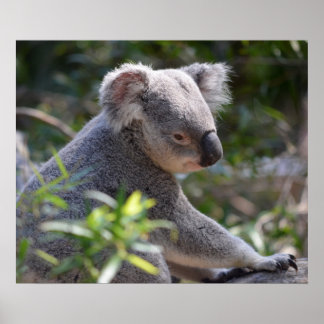 Koala at Perth Zoo Australia Poster