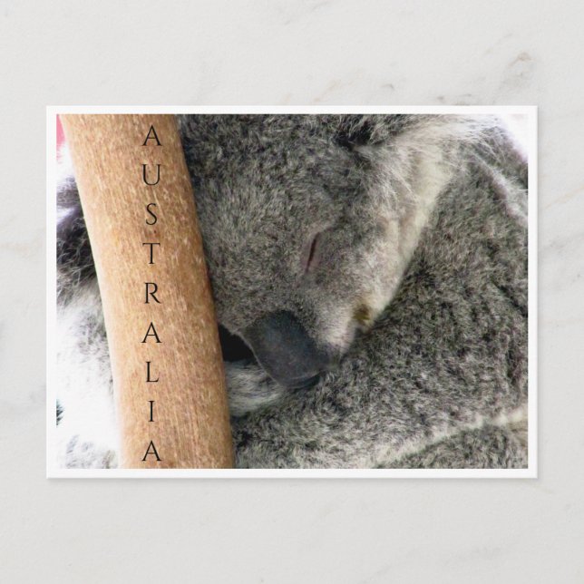 koala australia postcard (Front)