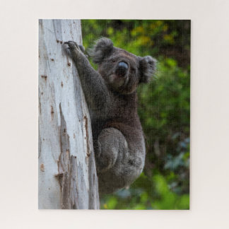 Koala Australia Wildlife Photo, 520 pieces Jigsaw Puzzle