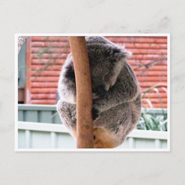 koala ball postcard (Front)