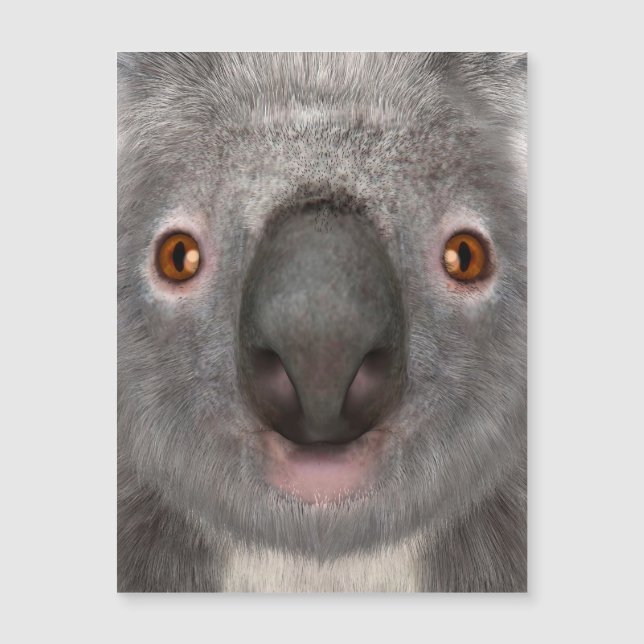 Koala Bear (Front)