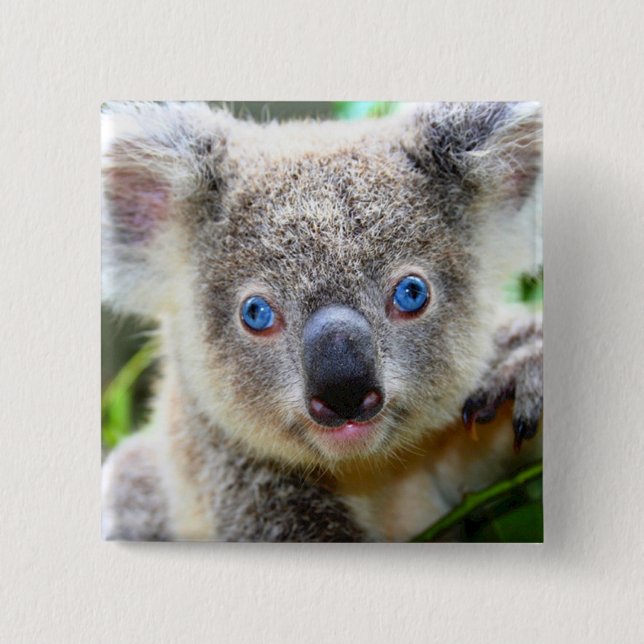 Koala Bear 2 Inch Square Button (Front)