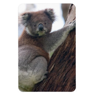 Koala Bear Aussi Safari Peace Love Nature Destiny Magnet