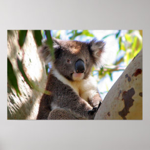 Koala Bear Aussi Safari Peace Love Nature Destiny Poster