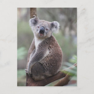 koala bear Aussie outback bush tree forest climb Postcard
