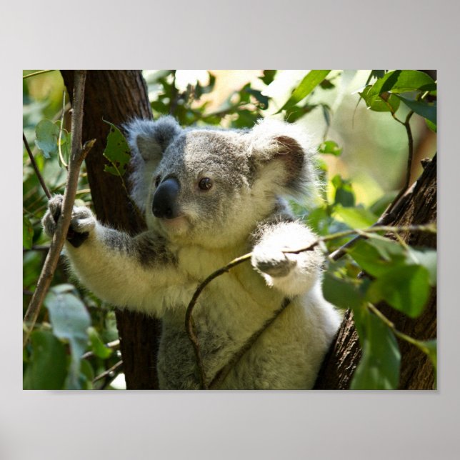 koala bear Aussie outback bush tree forest climb Poster (Front)