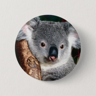 Koala Bear Australia Outback Country Animal Cute 2 Inch Round Button