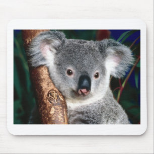 Koala Bear Australia Outback Country Animal Cute Mouse Pad
