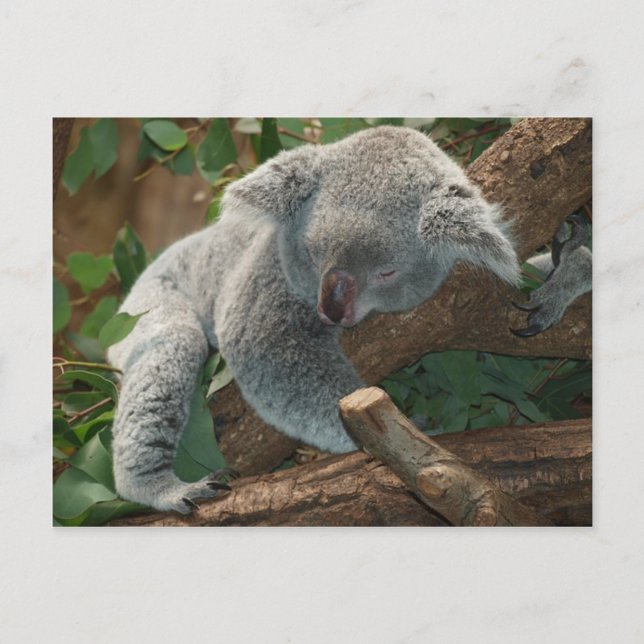 Koala Bear Australia Teddy Sleep Postcard (Front)