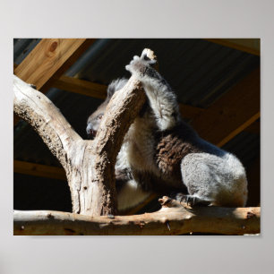 Koala Bear Dans Cubby House, Poster