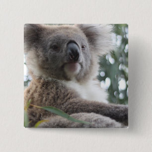 Koala Bear Facts Square Pin