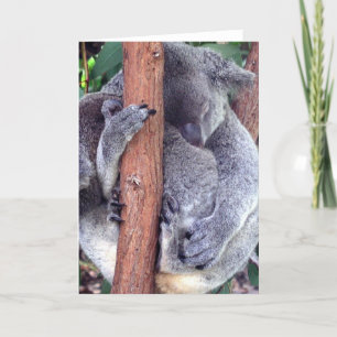 Koala Bear Family Greeting Cards