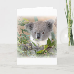 Koala Bear Greeting Card