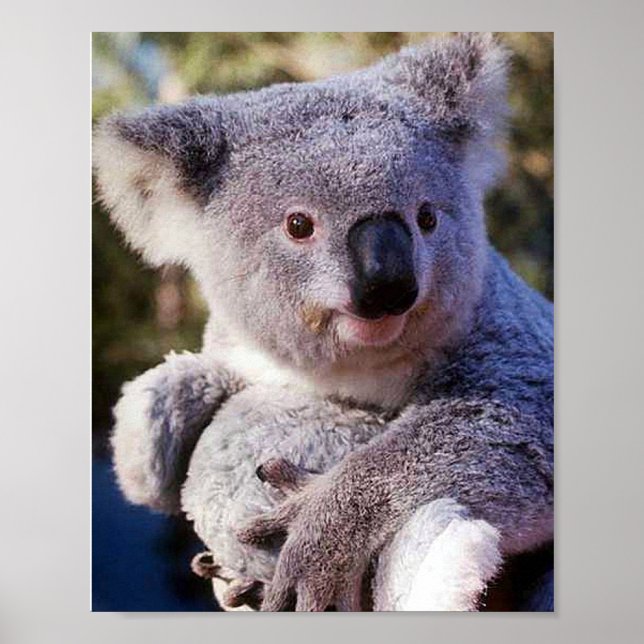 Koala Bear Holding A Koala Bear Poster (Front)