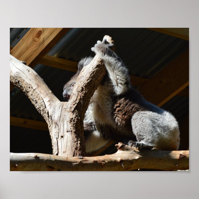 Koala Bear In Cubby House, Poster (Front)