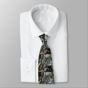 Koala Bear In Gum Trees In Australia, Tie