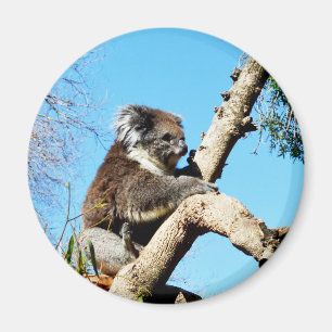 Koala Bear In Old Pine Tree, Magnet