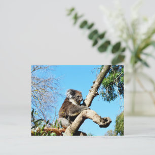 Koala Bear In Old Pine Tree, Postcard