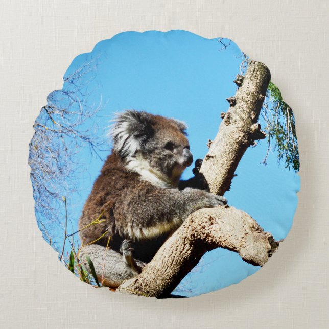 Koala Bear In Old Pine Tree,  Round Pillow (Front)