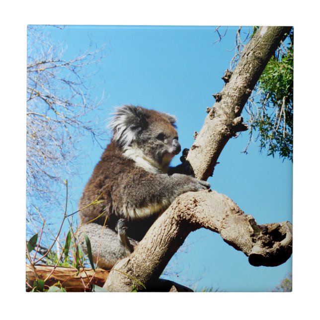 Koala Bear In Old Pine Tree,  Tile (Front)