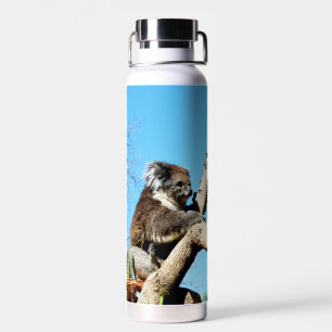 Koala Bear In Old Pine Tree,  Water Bottle
