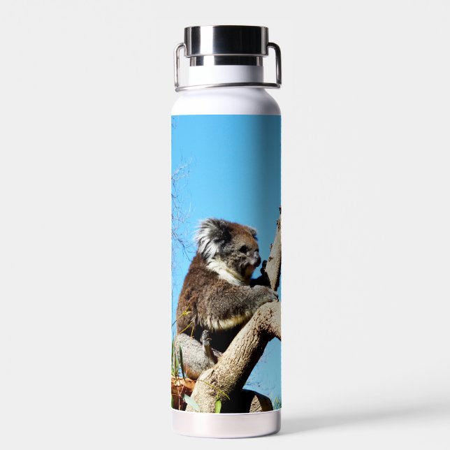 Koala Bear In Old Pine Tree,  Water Bottle (Back)