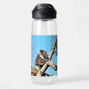 Koala Bear In Old Pine Tree, Water Bottle