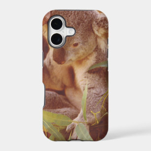 Koala Bear Love