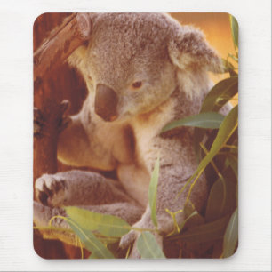 Koala Bear Love Mouse Pad