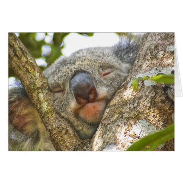 Koala Bear Notecard (Front Horizontal)