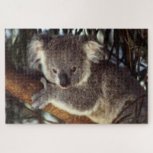 Koala Bear on a tree branch he is cute. Jigsaw Puzzle