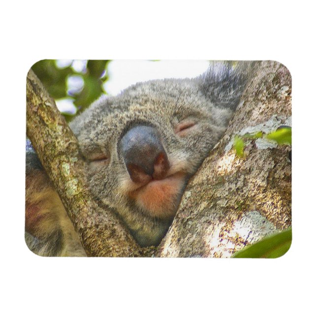 Koala Bear Photo Magnet (Horizontal)