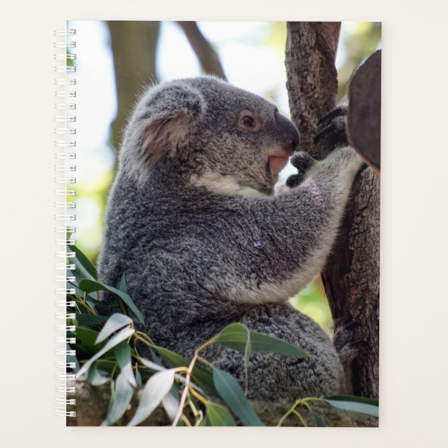 Koala Bear Planificateur hebdomadaire/mensuel (Devant)