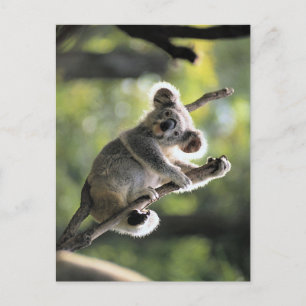 Koala Bear Postcard