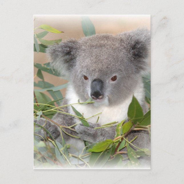 Koala Bear Postcard (Front)