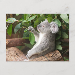 Koala Bear Postcard